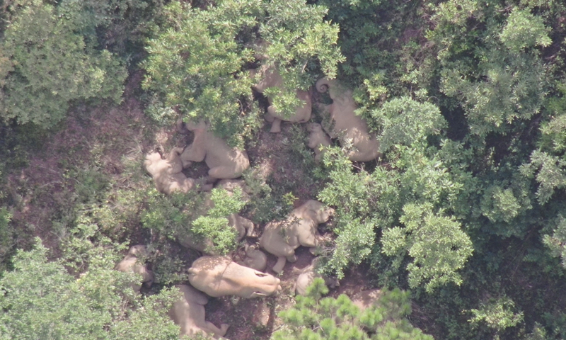 Drone photo provided by the provincial forest fire brigade shows the Asian elephants in Tadian Township under Yuxi City, southwest China's Yunnan Province on June 27, 2021.(Photo: Xinhua)