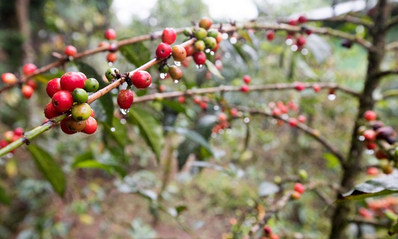 Coffee trees are seen at a coffee farm near Kaffa, Ethiopia, Dec. 8, 2018. (Photo: Xinhua)