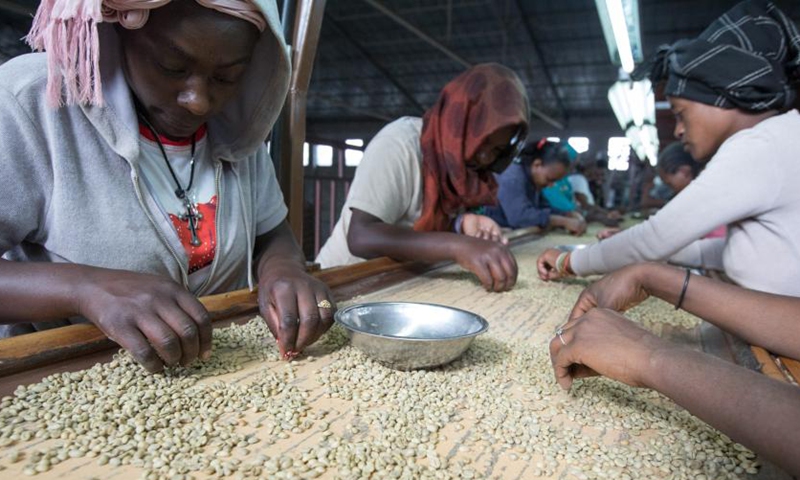 Workers classify hulled coffee beans at SMS Plc enterprise in Addis Ababa, capital of Ethiopia, Dec. 12, 2018. (Photo: Xinhua)