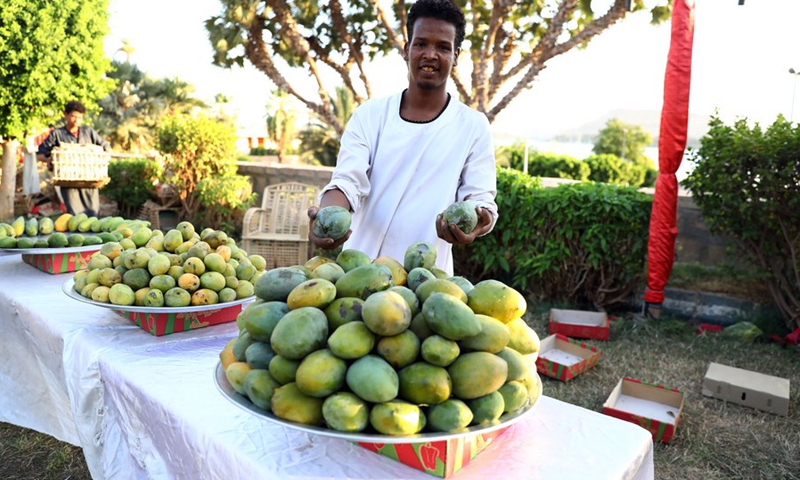 An exhibitor shows mangoes during the Mango Festival held in Aswan, Egypt, June 26, 2021.(Photo: Xinhua)