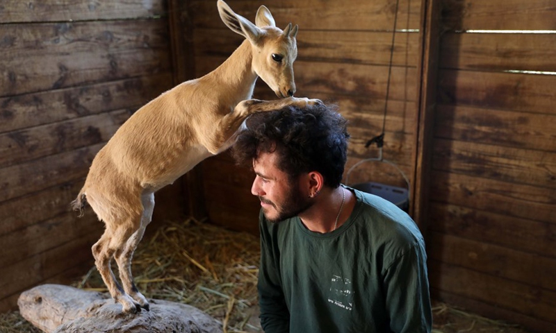 A zoo worker plays with a Nubian ibex baby goat at the Jerusalem Biblical Zoo, on June 29, 2021.(Photo: Xinhua)