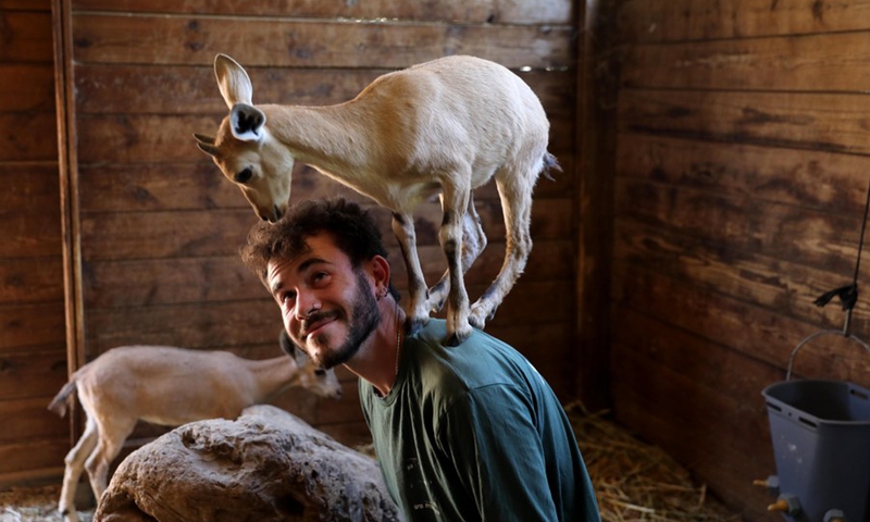 A Nubian ibex baby goat stands on the shoulder of a zoo worker at the Jerusalem Biblical Zoo, Israel, on June 29, 2021. (Photo: Xinhua)