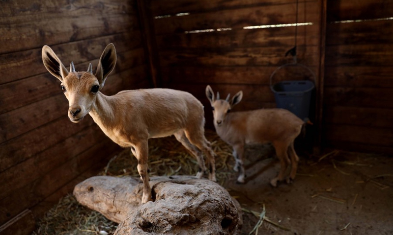 Two newborn Nubian ibexes are seen at the Jerusalem Biblical Zoo, on June 29, 2021.(Photo: Xinhua)