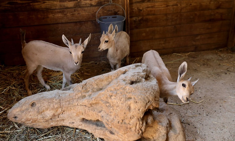 Three Nubian ibex baby goats are seen at the Jerusalem Biblical Zoo, on June 29, 2021.(Photo: Xinhua)