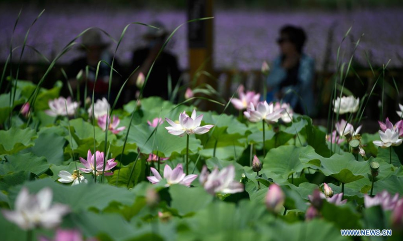 Photo taken on July 3, 2021 shows lotus flowers at Mingcuihu wetland park in Yinchuan, northwest China's Ningxia Hui Autonomous Region.(Photo: Xinhua)