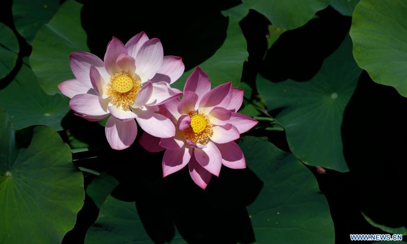 Photo taken on July 3, 2021 shows blooming lotus flowers at Mingcuihu wetland park in Yinchuan, northwest China's Ningxia Hui Autonomous Region.(Photo: Xinhua)