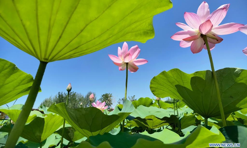 Photo taken on July 3, 2021 shows lotus flowers at Mingcuihu wetland park in Yinchuan, northwest China's Ningxia Hui Autonomous Region.(Photo: Xinhua)