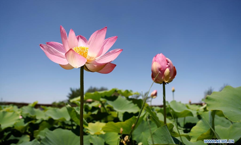 Photo taken on July 3, 2021 shows lotus flowers at Mingcuihu wetland park in Yinchuan, northwest China's Ningxia Hui Autonomous Region.(Photo: Xinhua)