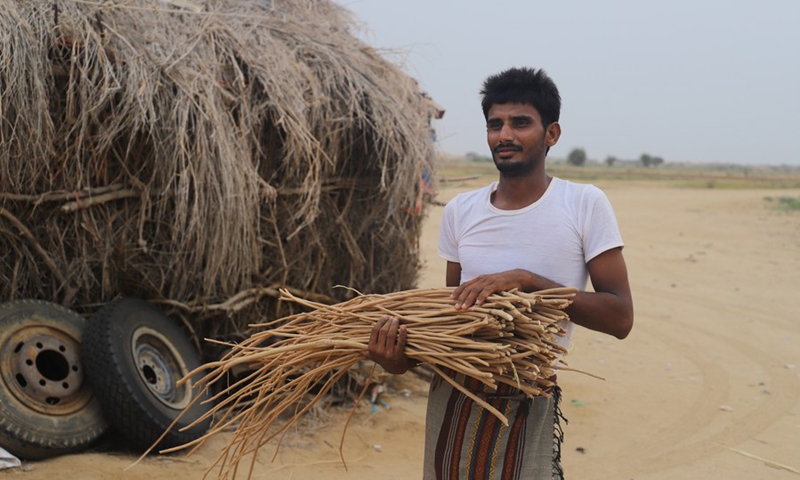 A man packs the roots of Salvadora Persica, which is locally known as the toothbrush tree in Hajjah Province, north Yemen on July 1, 2021. (Photo: Xinhua)