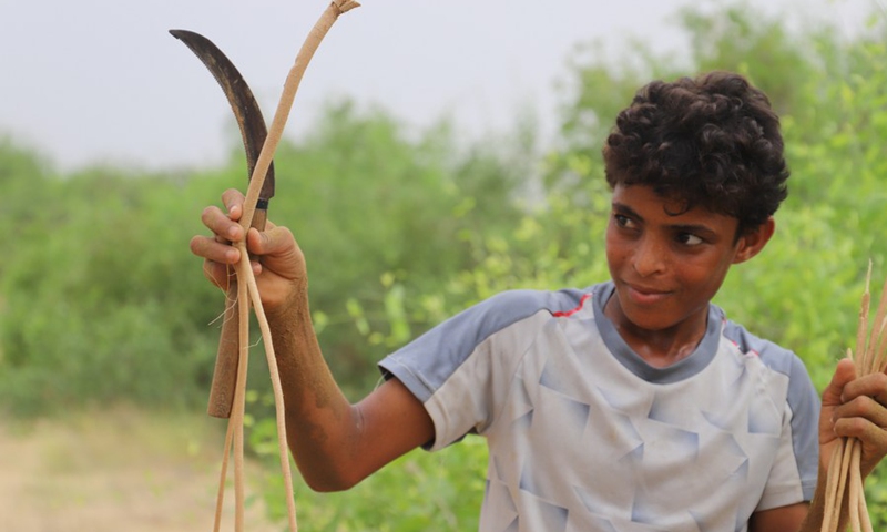 A Yemeni teenager excavates the root of Salvadora Persica, which is locally known as the toothbrush tree in Hajjah Province, north Yemen on July 1, 2021.(Photo: Xinhua)