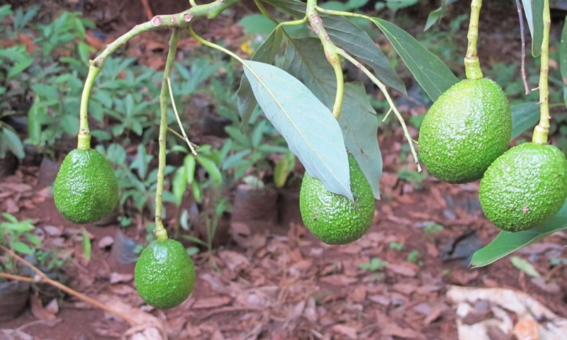 Photo taken on Feb. 4, 2021 shows avocados hanging on a branch of a tree in Muranga County, Kenya. (Photo: Xinhua)