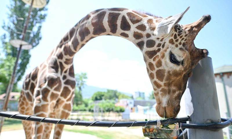 A zoo worker feeds iced food to a giraffe in Skopje Zoo in Skopje, North Macedonia on July 9, 2021. A heat wave swept across North Macedonia with temperature reaching up to 40 degrees Celsius.Photo:Xinhua