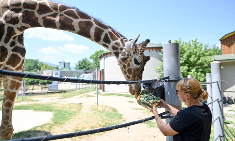 A zoo worker feeds iced food to a giraffe in Skopje Zoo in Skopje, North Macedonia on July 9, 2021. A heat wave swept across North Macedonia with temperature reaching up to 40 degrees Celsius.Photo:Xinhua