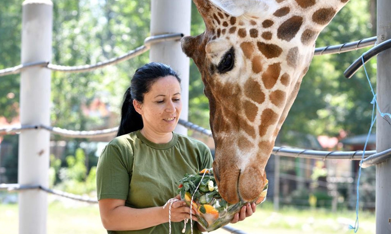 A zoo worker feeds iced food to a giraffe in Skopje Zoo in Skopje, North Macedonia on July 9, 2021. A heat wave swept across North Macedonia with temperature reaching up to 40 degrees Celsius.Photo:Xinhua