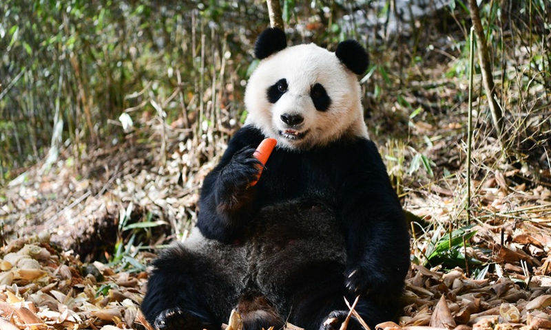 Photo taken on Dec. 12, 2019 shows giant panda Qiao Qiao in Wolong National Nature Reserve in southwest China's Sichuan Province.(Photo: Xinhua)
