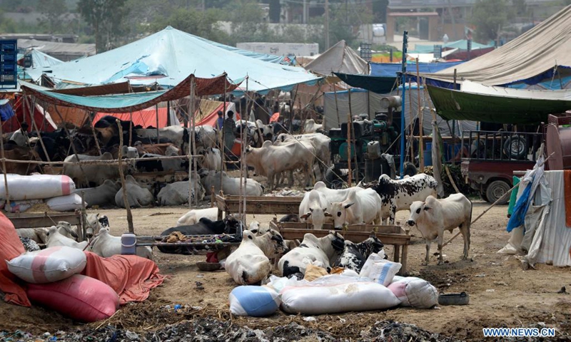 People visit an animal market ahead of Eid al-Adha on the outskirts of Islamabad, capital of Pakistan, July 11, 2021. (Photo: Xinhua)