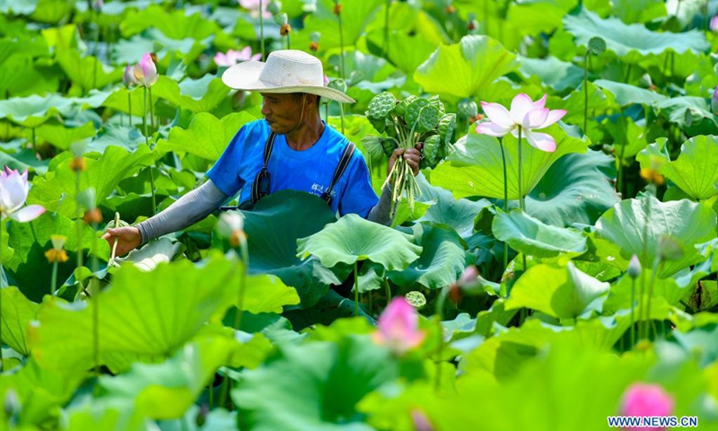 A villager harvests lotus seedpods in Lianying Village, Xiangtan City, central China's Hunan Province, July 11, 2021. (Photo: Xinhua)