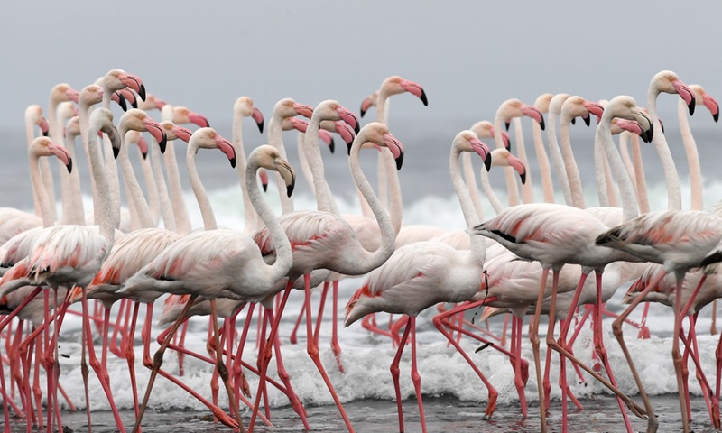 File photo taken on Sept. 26, 2019 shows flamingoes foraging at beach in Namibia.(Photo: Xinhua)