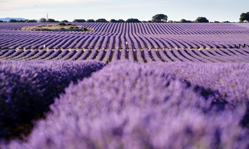 Photo taken on July 13, 2021 shows the lavender fields in Brihuega, Spain.(Photo: Xinhua)