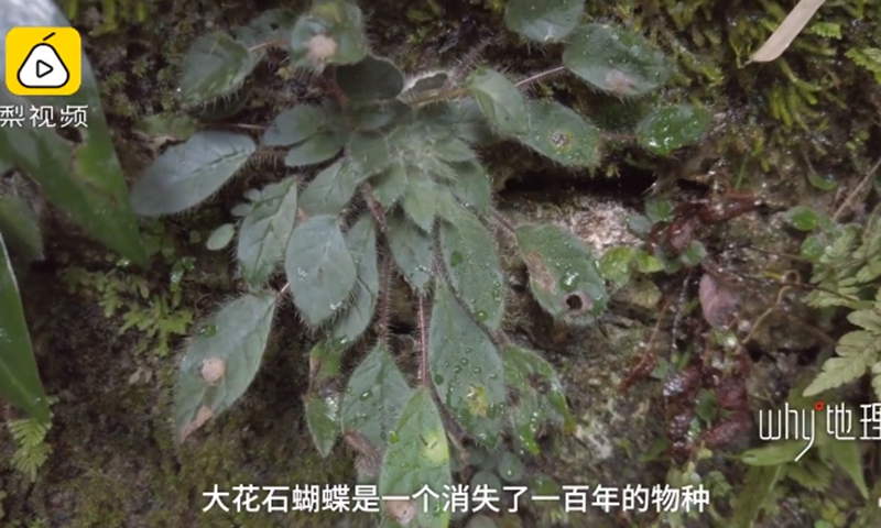 Petrocosmea grandiflora found in Tiankeng, Southwest China’s Yunnan Province Photo: Screenshot of Pear Video