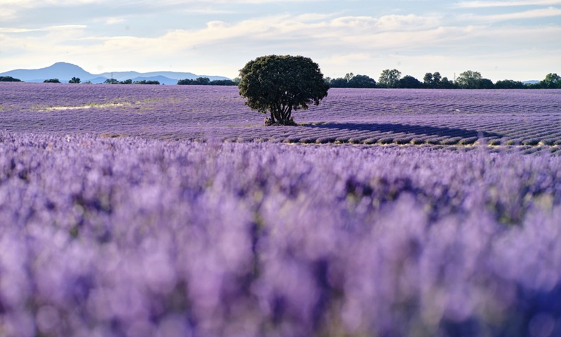 Photo taken on July 13, 2021 shows the lavender fields in Brihuega, Spain.(Photo: Xinhua)