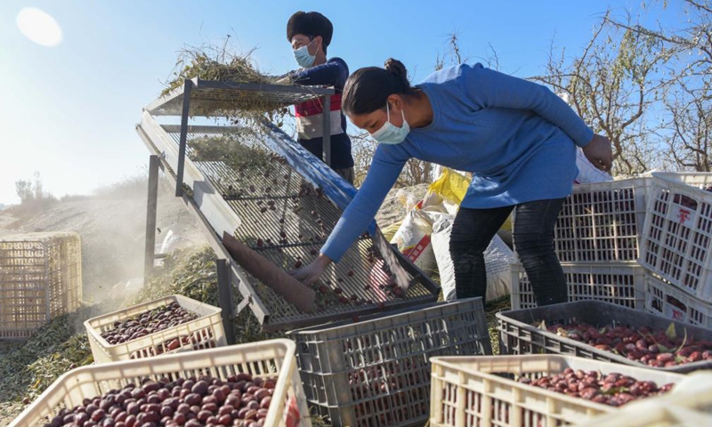 Farmers sort out just-harvested red dates in Wuzongxiao Township, Hotan of northwest China's Xinjiang Uygur Autonomous Region, Nov. 6, 2020.Photo:Xinhua