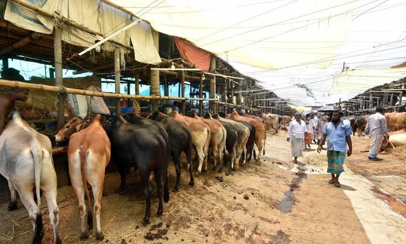 Photo taken on July 15, 2021 shows sacrificial animals in a market ahead of Eid al-Adha in Dhaka, Bangladesh.Photo:Xinhua