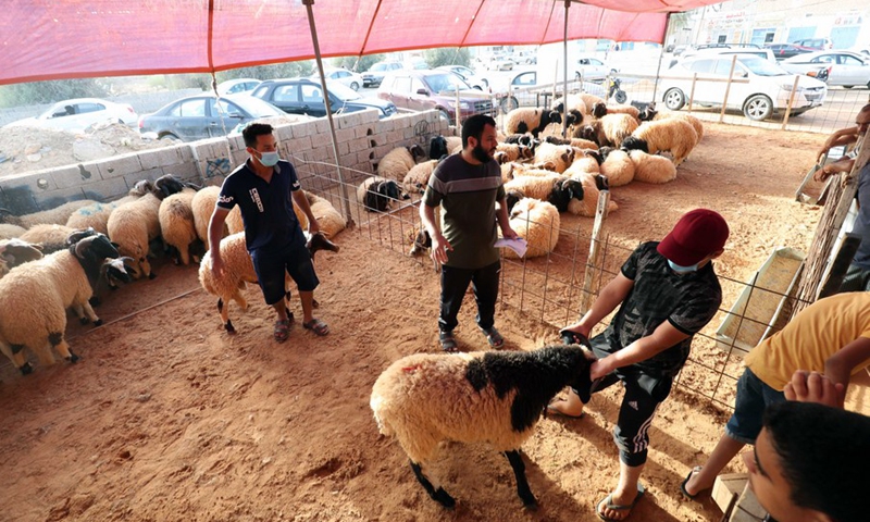 A man checks a sheep ahead of the Eid al-Adha festival at a market in Tajura, eastern Tripoli, Libya, July 16, 2021.(Photo: Xinhua)
