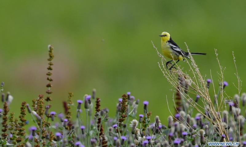 A bird is seen at the Lhalu wetland national nature reserve in Lhasa, southwest China's Tibet Autonomous Region, July 17, 2021.(Photo: Xinhua)