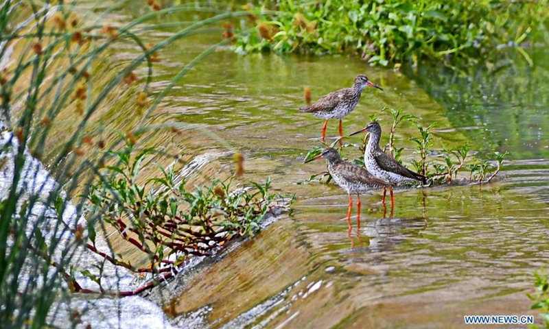 Redshanks are seen at the Lhalu wetland national nature reserve in Lhasa, southwest China's Tibet Autonomous Region, July 17, 2021.(Photo: Xinhua)