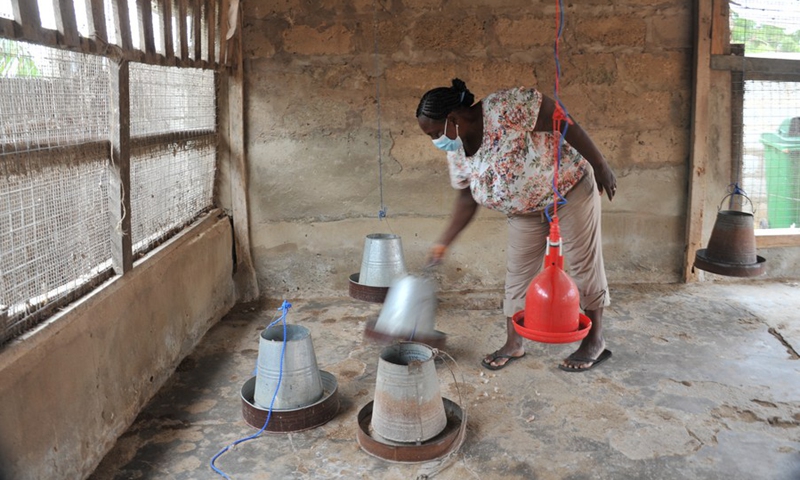 Mary Arthur, owner of the Countryside Farms, checks poultry feeder at her farm after the avian flu outbreak in Accra, Ghana, on July 19, 2021.(Photo: Xinhua)