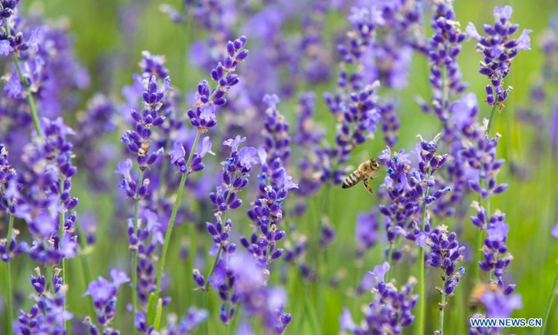 A honey bee flies among lavenders at Terre Bleu Lavender Farm in Milton, Ontario, Canada, on July 23, 2021.Photo:Xinhua