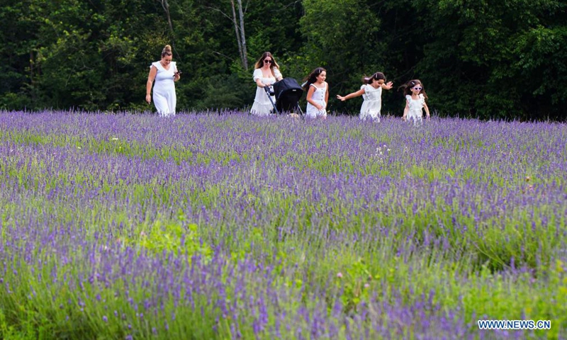People visit Terre Bleu Lavender Farm in Milton, Ontario, Canada, on July 23, 2021.Photo:Xinhua