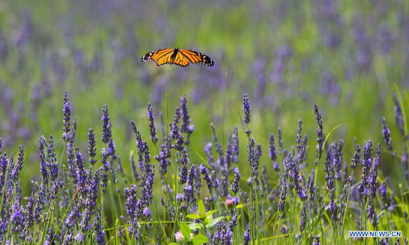 A butterfly flies over lavenders at Terre Bleu Lavender Farm in Milton, Ontario, Canada, on July 23, 2021.Photo:Xinhua