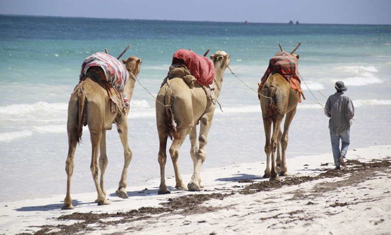 An operator for camel riding waits for tourists at Diani Beach in Kwale County, Kenya, on Oct. 21, 2020. (Photo: Xinhua)
