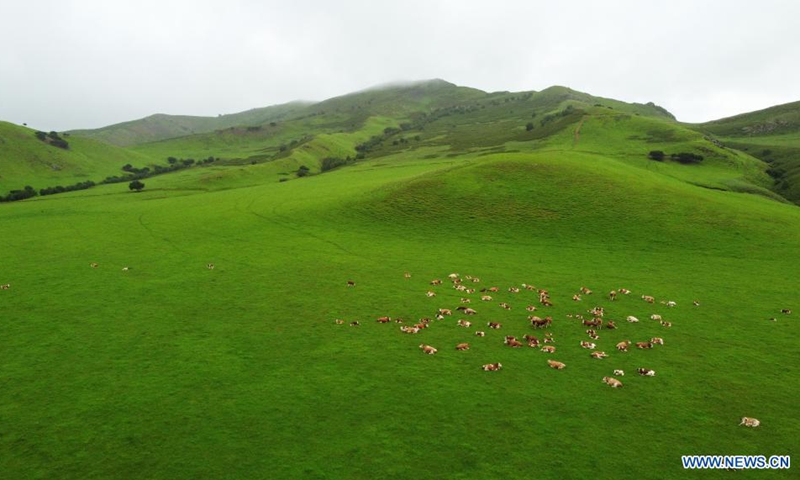 Aerial photo taken on July 26, 2021 shows a herd of cattle on the Wulanmaodu pasture, which is located in the northern part of Horqin Right Wing Front Banner, Hinggan League, north China's Inner Mongolia Autonomous Region.(Photo: Xinhua)