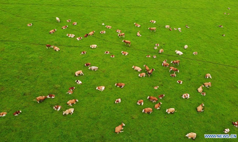 Aerial photo taken on July 26, 2021 shows a herd of cattle on the Wulanmaodu pasture, which is located in the northern part of Horqin Right Wing Front Banner, Hinggan League, north China's Inner Mongolia Autonomous Region. (Photo: Xinhua)