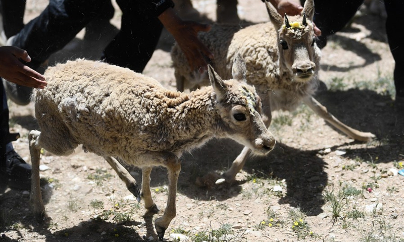Tibetan antelopes are released into the wild at a wildlife rescue center of the Sonam Dargye Protection Station in Hoh Xil, northwest China's Qinghai Province, July 7, 2021. Tibetan antelopes are mostly found in China's Tibet Autonomous Region, Qinghai Province and Xinjiang Uygur Autonomous Region.(Photo: Xinhua)