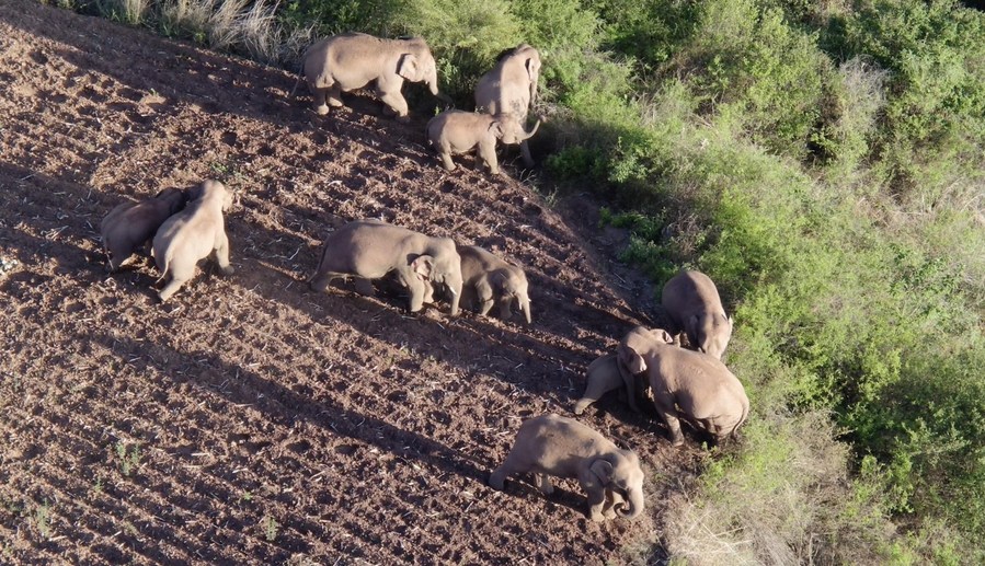 Screen grab from drone video shows the Asian elephants in Eshan County of Yuxi, southwest China's Yunnan Province on June 20, 2021.(Photo: Xinhua)