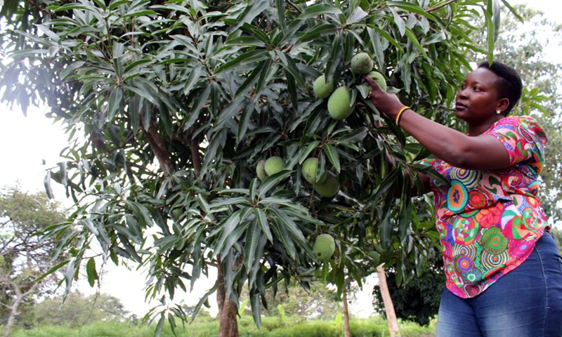 Grace Omuron inspects mango fruits at her farm in the eastern Uganda district of Soroti, July 25, 2021. (Photo: Xinhua)