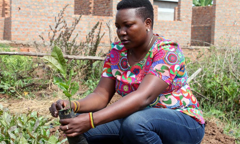 Grace Omuron holds a cashew nut seedling at her farm in the eastern Uganda district of Soroti, July 25, 2021. (Photo: Xinhua)