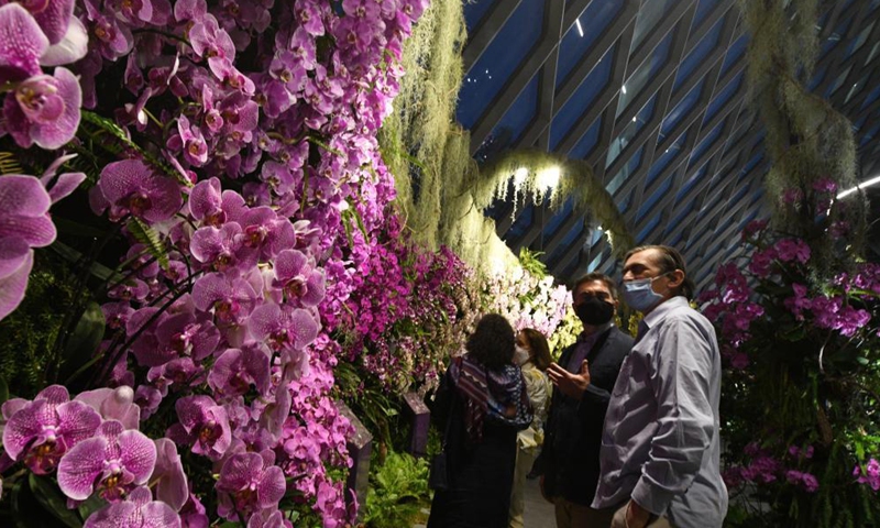 Visitors view various types of Moth orchids at the Orchid Haven exhibition in the Cloud Forest of Singapore's Gardens by the Bay on July 30, 2021.Photo:Xinhua