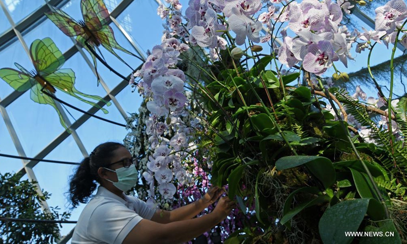 A worker arranges exhibits at the Orchid Haven exhibition in the Cloud Forest of Singapore's Gardens by the Bay on July 30, 2021 Photo:Xinhua
