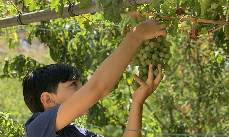 A boy picks grapes in his family's orchard in the town of Mashghara, western Bekaa, Lebanon, on July 31, 2021.(Photo: Xinhua)