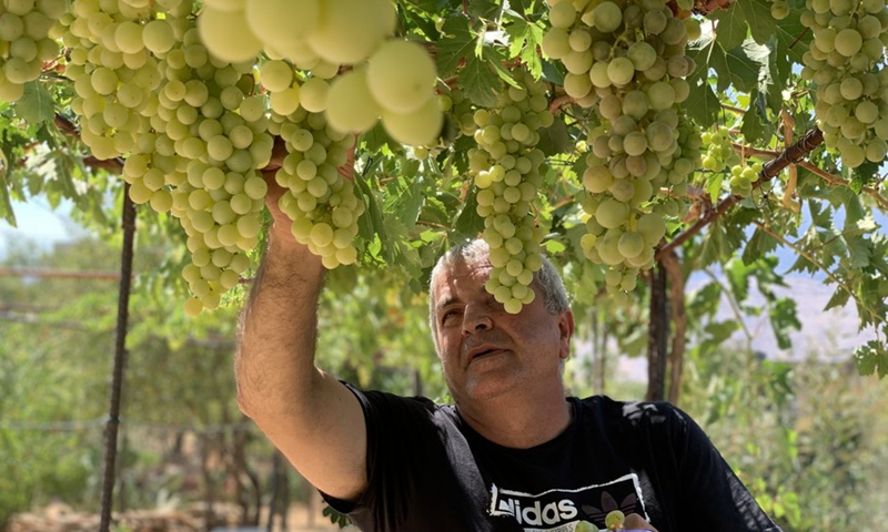 A farmer picks grapes in his orchard in the town of Mashghara, western Bekaa, Lebanon, on July 31, 2021.(Photo: Xinhua)