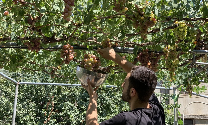 A farmer picks grapes in his orchard in the town of Saghbin, western Bekaa, Lebanon, on July 31, 2021.(Photo: Xinhua)