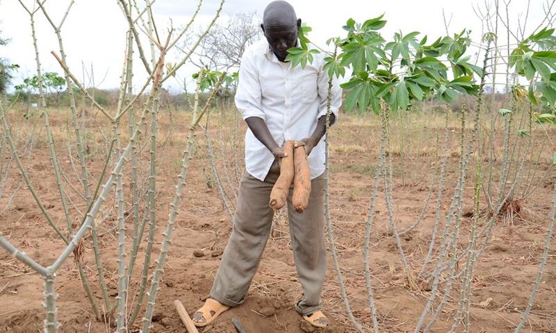 File photo shows a farmer harvests cassava in Kitui County, Kenya, on Aug. 12, 2016.(Photo: Xinhua)