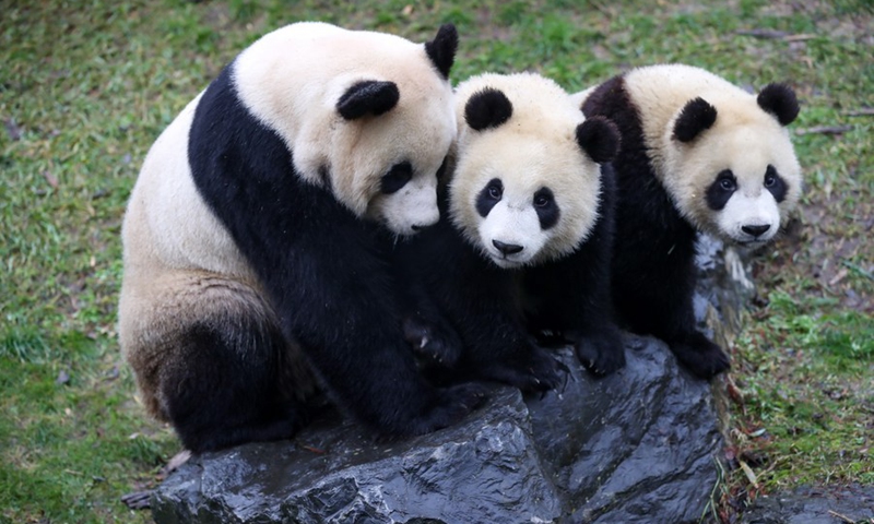 where to see giant pandas in europe?