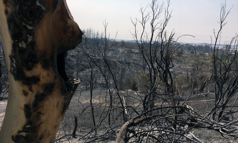 Trees are seen burnt by a wildfire near Manavgat in Antalya province, Turkey, on Aug. 2, 2021.(Photo: Xinhua)