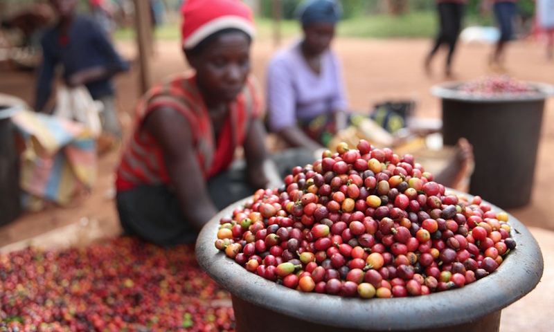 Workers sort coffee beans at a coffee estate in Ruiru, a suburb on the outskirts of Nairobi, Kenya, on June 3, 2021.(Photo: Xinhua)
